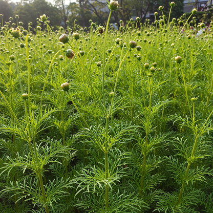 Golden Yellow Cosmos Flower Seeds for Garden Planting