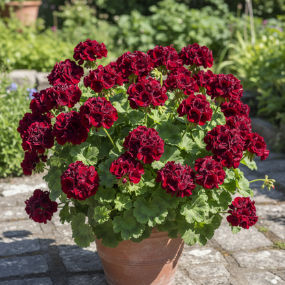 Maroon Geranium Flower Seeds for Planting