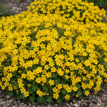 Potentilla Fissa Cinquefoil Flower Seeds