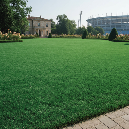 Swans Green American Evergreen Lawn Grass Seeds for Garden