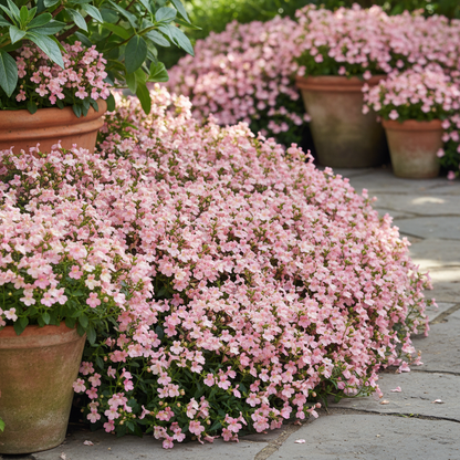 Pink Nemesia Poetry Flower Seeds for Garden Planting