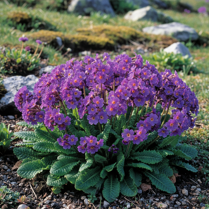 Primula Alpicola Violacea Flower Seeds for Garden Planting