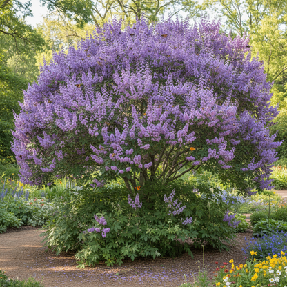 Lavender Vitex Castus Tree Seeds for Fragrant Garden Blooms