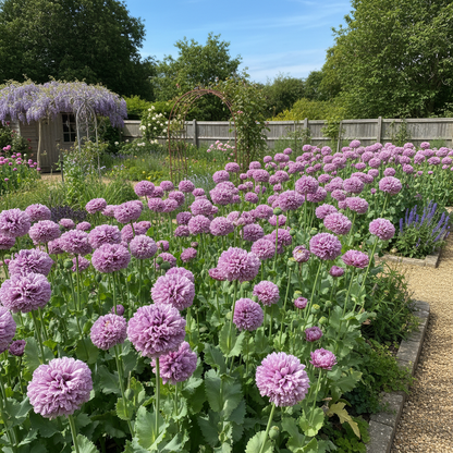 Papaver Somniferum Lilac Pom Pom Poppy Flower Seeds - Poppy Flower Seeds for Garden