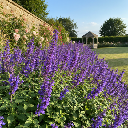 Salvia Forskaehlei Flower Seeds for Garden Planting