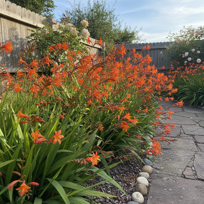 Crocosmia Montbretia Flower Seeds for Garden Planting