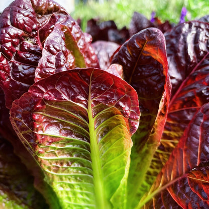 Red Romaine Lettuce Seeds – Heirloom Crisp & Nutritious Greens