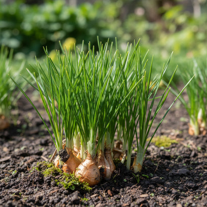 Garden Saffron Bulbs (Crocus sativus) – Perennial Ornamental Blooms