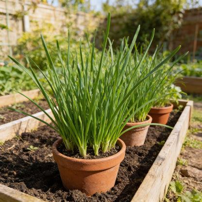 Garlic Chives Seeds – Chinese Leek Heirloom Culinary Herb