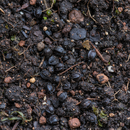 Geranium Phaeum Seeds – Elegant Shade-Loving Cranesbill for Tranquil Gardens