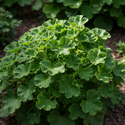 Nema Dark Red Geranium Seeds for Planting