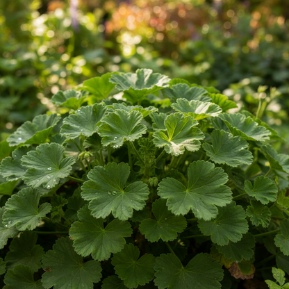 Nema Dark Red Geranium Seeds for Planting