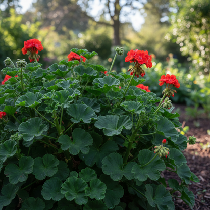 Geranium Seeds for Gardens and Containers