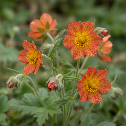 Geum Magellanicum Seeds for Garden Planting