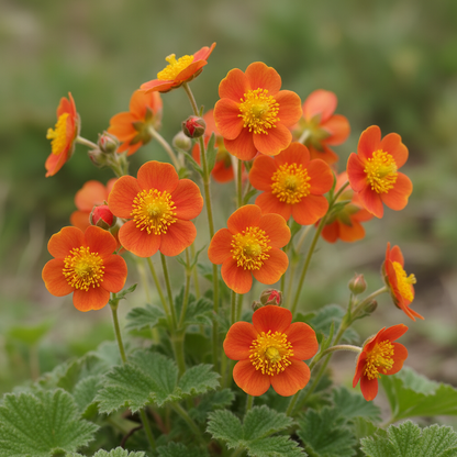 Geum Magellanicum Seeds for Garden Planting