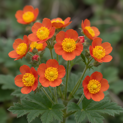 Geum Magellanicum Seeds for Garden Planting