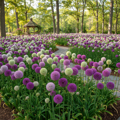 Giant Allium Giganteum Flower Seeds for Planting – Stunning Perennial Blooms