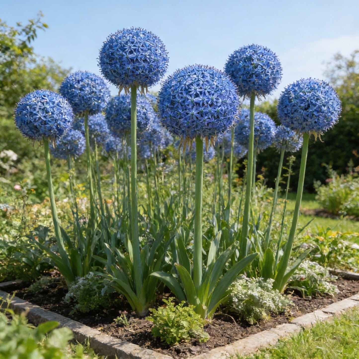 Giant Blue Allium Giganteum Seeds for Planting – Perennial Ornamental Flower