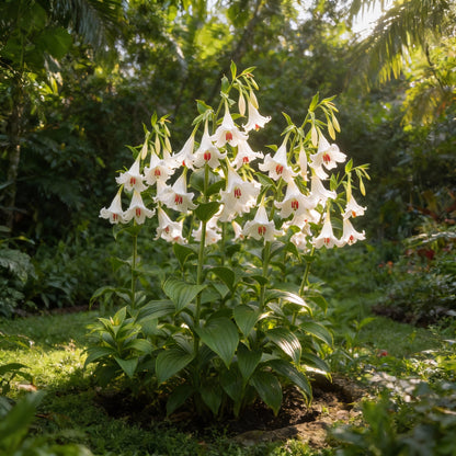 Giant Himalayan Lily Seeds for Planting