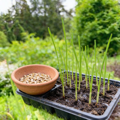 Giant Purple Allium Giganteum Seeds for Planting