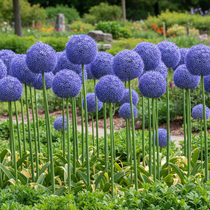 Giant Blue Allium Giganteum Seeds for Planting – Perennial Ornamental Flower