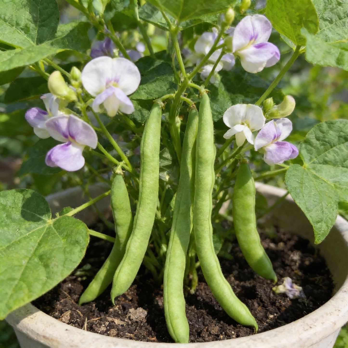 Green Contender Bean Vegetable Seeds