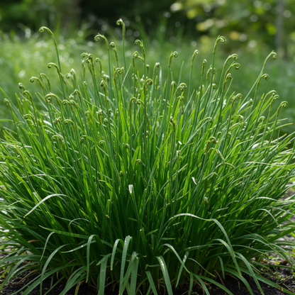 Ixia Flower Seeds for Planting
