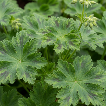 Geranium Versicolor Seeds for Garden Planting