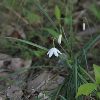 Acis nicaeensis Flower Seeds – Elegant White Blooms for Garden Landscapes