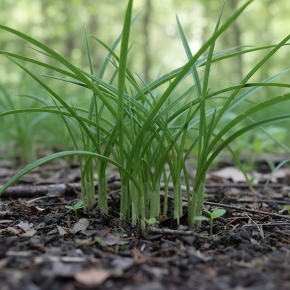 Acis nicaeensis Flower Seeds – Elegant White Blooms for Garden Landscapes
