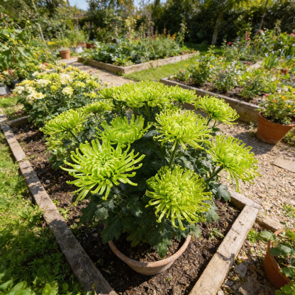 Green Spider Chrysanthemum Flower Seeds for Planting – Ornamental Cut Flower Variety