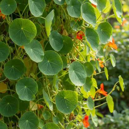 Tropaeolum Azureum Seeds – Blue Climbing Nasturtium for Planting