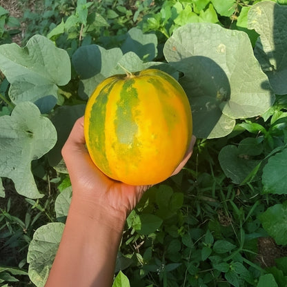 Yellow Cucumber Dosakaya Seeds