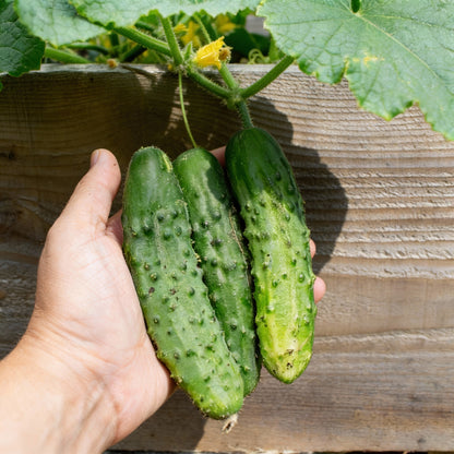 Patio Snacker Cucumber Seeds – Compact & High-Yielding