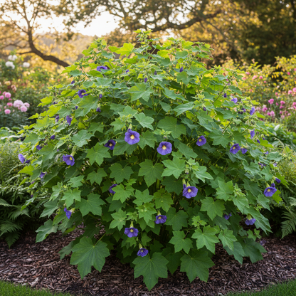 Abutilon × Suntense Seeds – Blue Flowering for Planting