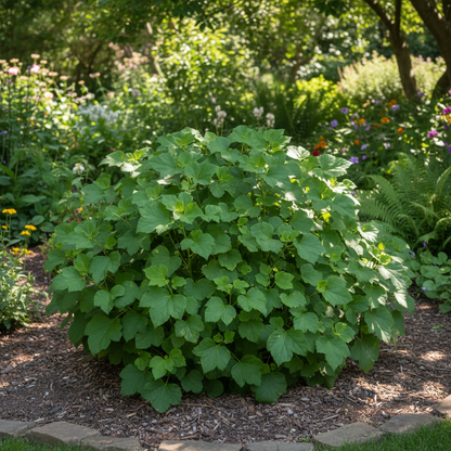 Abutilon × Suntense Seeds – Blue Flowering for Planting