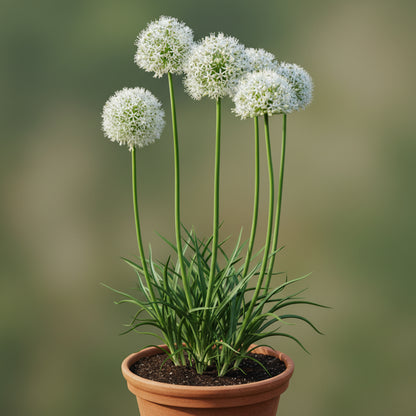 Rare White Allium Mount Everest Seeds for Planting
