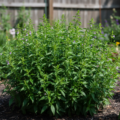 Angelonia Seeds – Serena Mix Waterfall | Colorful Annual Garden Flowers