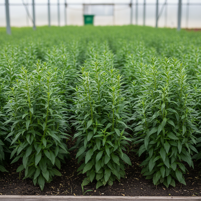 Antirrhinum White Admiral F1 Laevis Flowering Seeds