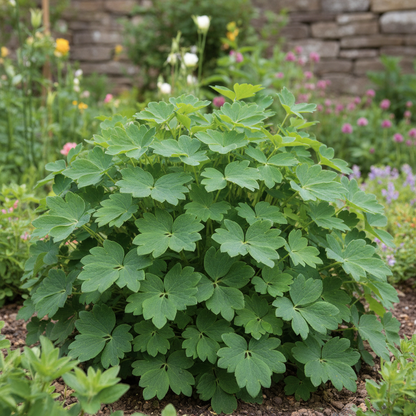 Aquilegia Vulgaris Snowballs Seeds for Garden Planting