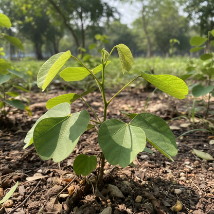 Bauhinia Purpurea Seeds – Rare Orchid Tree Flower Seeds