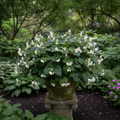Begonia Grandis Alba Subsp Evansiana Seeds - Begonia Flower Seeds for Garden