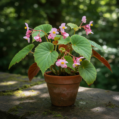 Begonia Grandis subsp. Evansiana Seeds for Planting – Elegant Shade-Loving Perennial