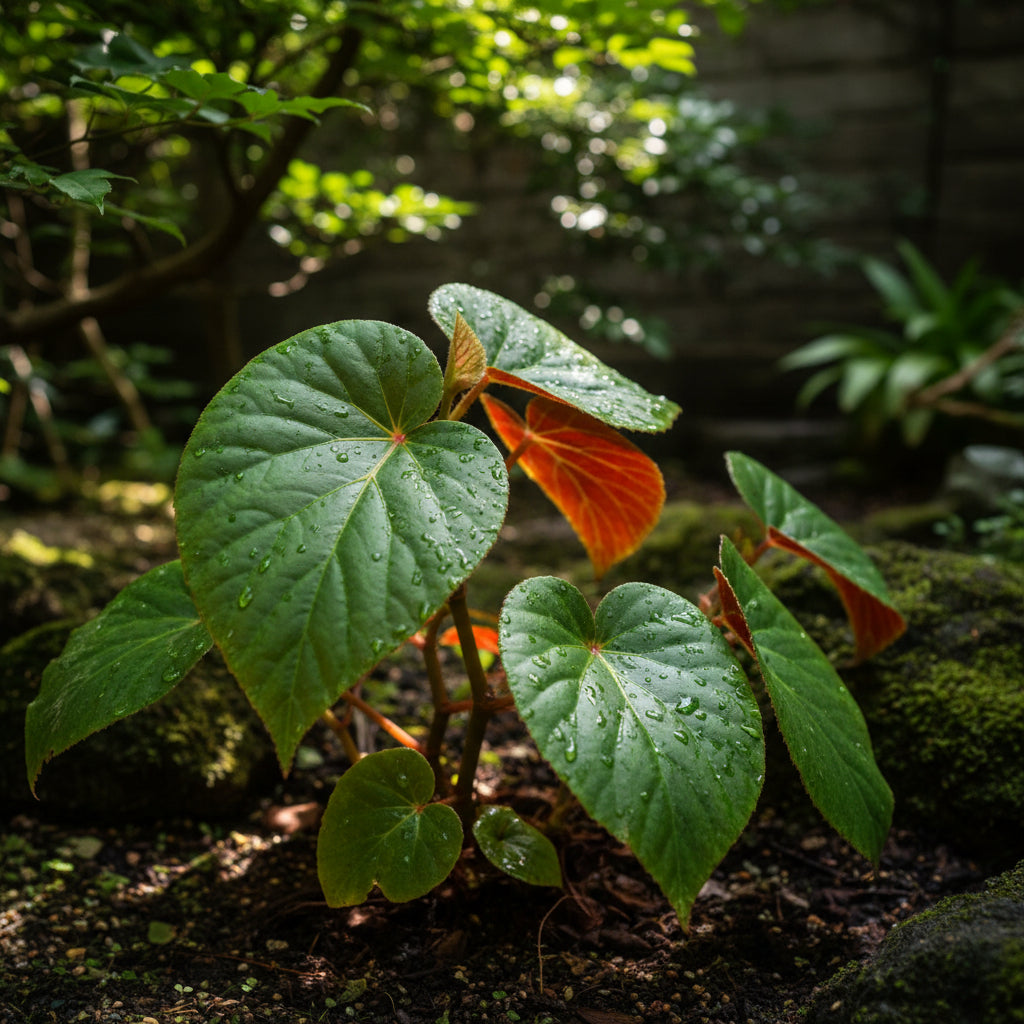 Begonia Grandis subsp. Evansiana Seeds for Planting – Elegant Shade-Loving Perennial