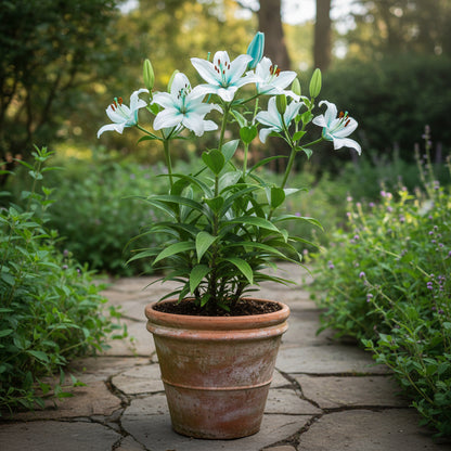 Blue Heart Lily Seeds for Planting – Unique Perennial Garden Flower