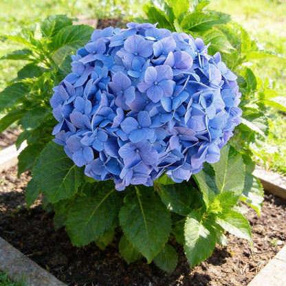 Blue Hydrangea Seeds (Hydrangea macrophylla) – Bigleaf Perennial Shrub