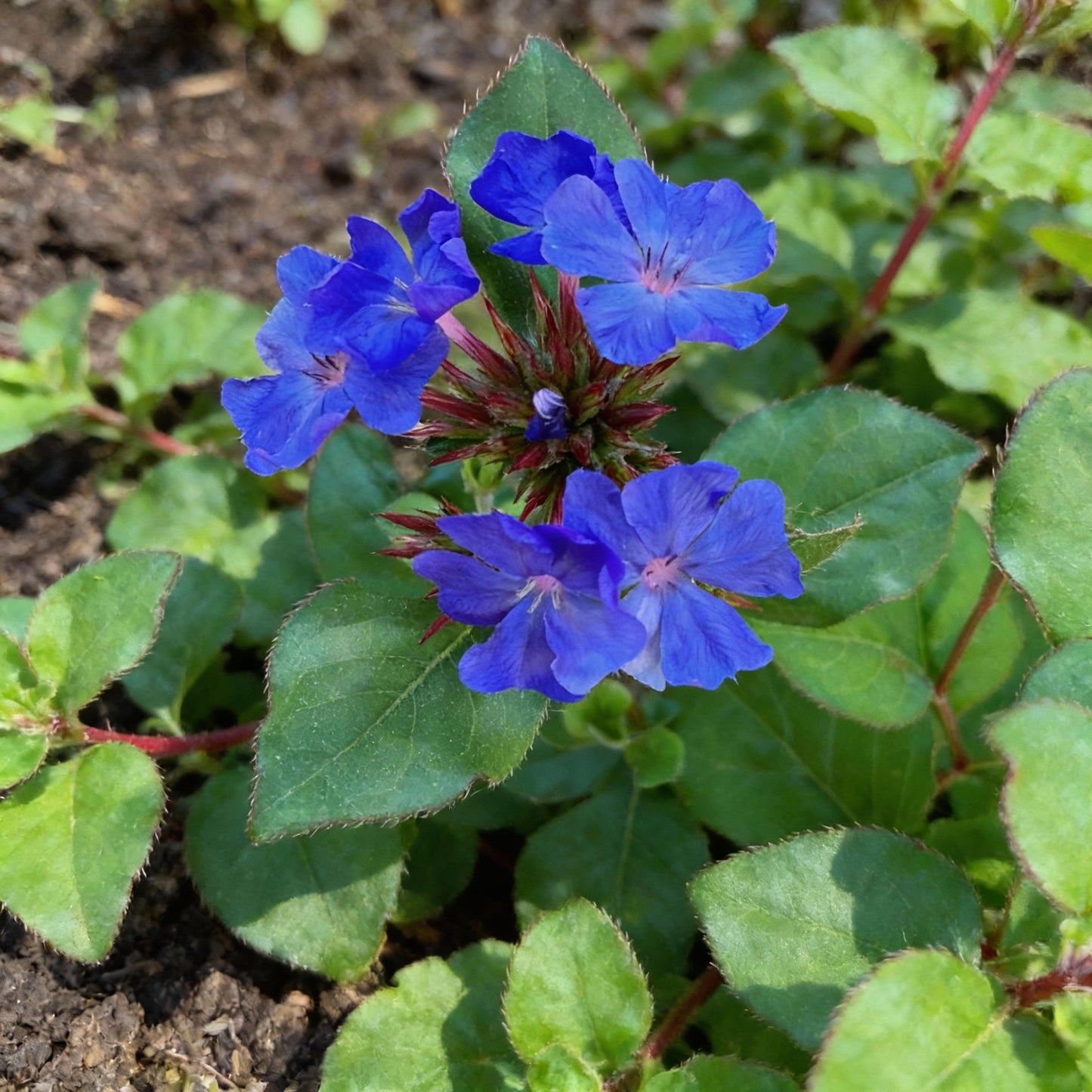 Ceratostigma Plumbaginoides Flower Seeds for Planting – Blue Leadwort 100 pcs