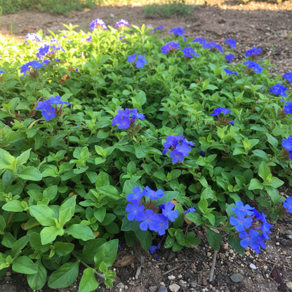 Ceratostigma Plumbaginoides Flower Seeds for Planting – Blue Leadwort 100 pcs