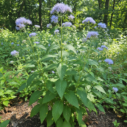 Blue Mistflower Seeds for Garden Planting