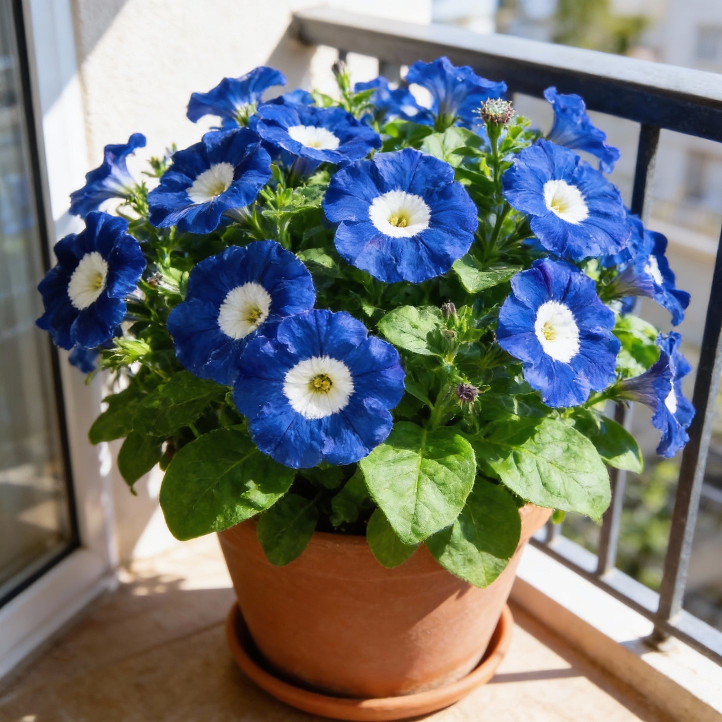 Blue Petunia Seeds for Planting – True Blue Flowering Variety